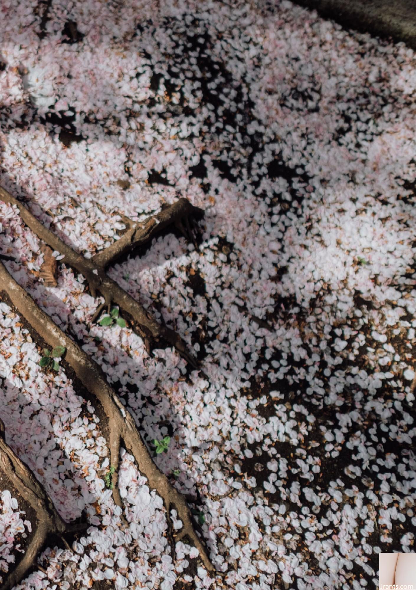 (Áo choàng Nhật Bản) Riri Nanamori《Torarechi》 (139P) - Ảnh 103