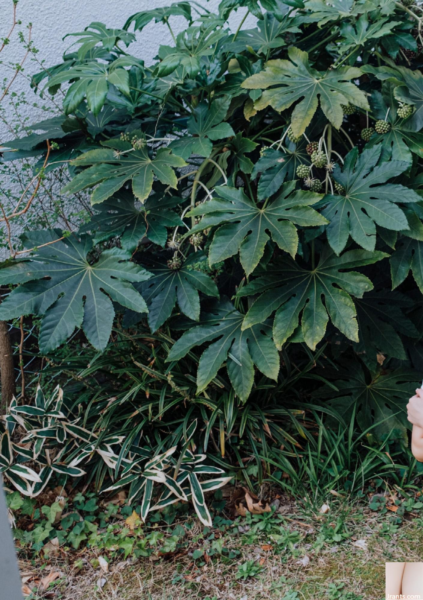 (Áo choàng Nhật Bản) Riri Nanamori《Torarechi》 (139P) - Ảnh 91