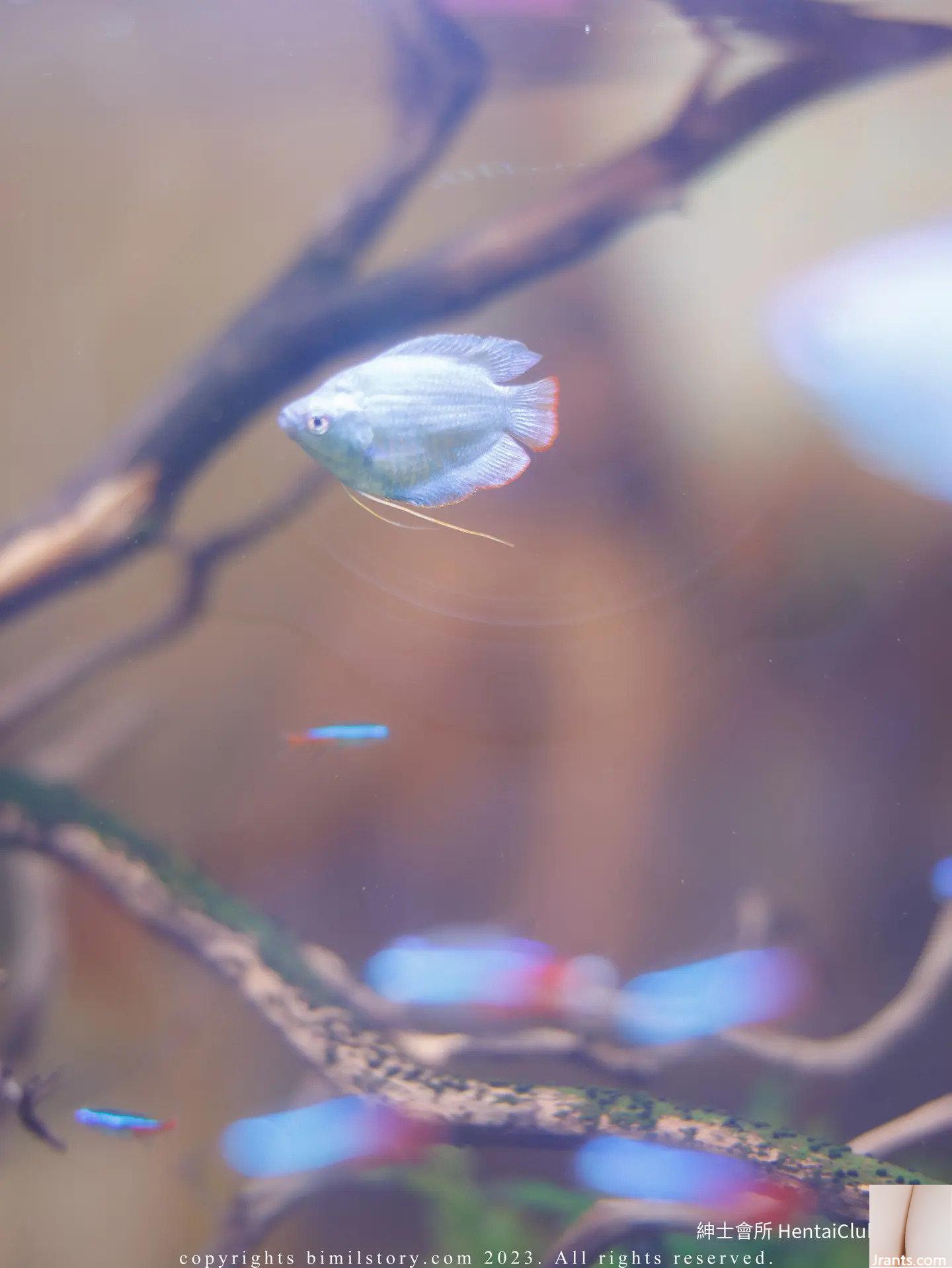 Bomi Fantasy trói buộc (100P) - Ảnh 98