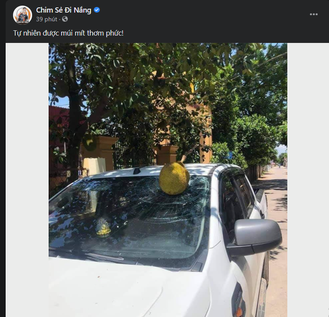 Lộc trời cho, các fan chia buồn với Chim Sẻ Đi Nắng khi xế hộp của thần đồng AoE bị mít rơi vỡ kính - Ảnh 1. Lộc trời cho, các fan chia buồn với Chim Sẻ Đi Nắng khi xế hộp của thần đồng AoE bị mít rơi vỡ kính - Ảnh 1.