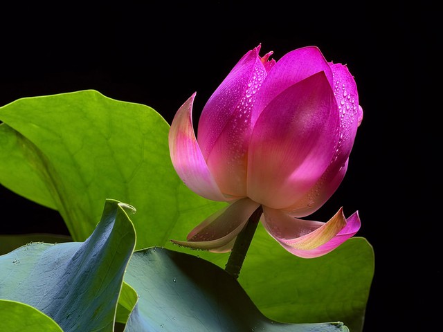 Apple ra mắt iPhone 17 Pro và iPhone 17 Pro Max, phiên bản Pro tiên tiến và mạnh mẽ nhất từ trước đến nay- Ảnh 6. Apple ra mắt iPhone 17 Pro và iPhone 17 Pro Max, phiên bản Pro tiên tiến và mạnh mẽ nhất từ trước đến nay- Ảnh 6.